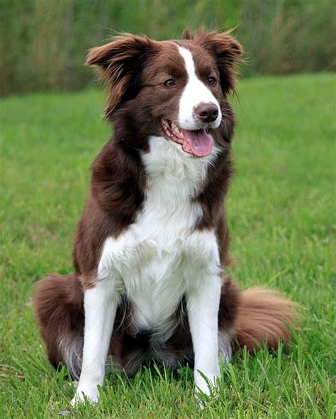 brown border collie facts.